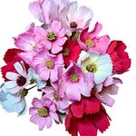 FMM Sugarcraft Cosmos Flower Cutter - Set of 3