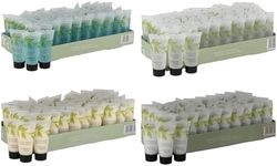 12 x Mason & Miller Travel Sachets (12 x 20ml - 3 x Shampoo, Conditioner, Shower Gel & Moisturiser)