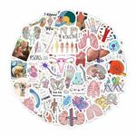 BulbaCraft 100Pcs Anatomy Stickers, Human Anatomy Decals, Body Part Stickers, Brain Stickers, Physiology Stickers, Anatomy and Physiology Gifts for Teachers, Heart Anatomy Stickers