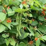 Runner Beans