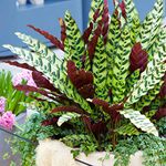 Rattlesnake Plant for Home or Office | 40-50cm Potted Indoor Houseplant