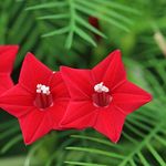 Outsidepride 200 Seeds Annual Red Cypress Vine Flower Seeds for Planting