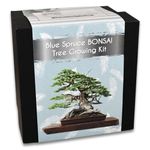 Blue Spruce Bonsai Tree Growing Kit