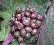 CEMEHA SEEDS Brussels Sprouts Purple Rosella Cabbage Heirloom Non GMO