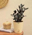 UGAOO Zamia ZZ Black Natural Live Indoor Plant with Pot - Medium