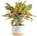 Costa Farms Chinese Evergreen, Red,