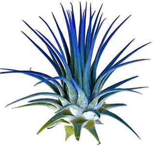 Ionantha G