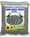 Evana Organic Premium Sunflower Dry and Clean Seeds for Birds | for All Life Stages, Bird Food for Cockatoo, Grey Parrot, Parrots, Macaw and Exotic Birds and Other Small & Big Pet Birds etc 1800 Grams