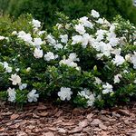 GardenersDream Gardenia Jasminoides 'Crown Jewel' Cape Jasmine - Dwarf Hardy Evergreen Shrub in 9cm Pot - Summer Flowering Outdoor Plant for Gardens, Patios, and Borders (15-25 cm)