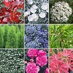 GardenersDream Evergreen Shrubs Plants Mix - Outdoor Garden Ready Hardy Plants for Year-Round Colour & Vibrance – Evergreen Plants Outdoor for Versatile Landscape Use (9cm Pot, 15-50cm Height)