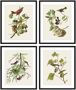 Bestbuddy Pet Set of 4 (8X10) Unframed Robin Birds Botanical Print Set Antique Beautiful Tropical Birds Flowers Plants Illustration Home Decor Wall Art N029