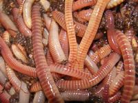 1 Pound European Nightcrawlers