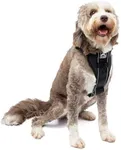 Kurgo Tru-Fit Smart Harness, Dog Harness, Pet Walking Harness, Quick Release Buckles, Front D-Ring for No Pull Training, Includes Dog Seat Belt Tether (Black, Large)