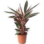 Calathea Triostar Large Indoor House Plant Real Tropical Evergreen Tall Plants (70-80cm (Incl. Pot))