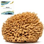 Naroa Natural Sea Sponge for Bathing,Unbleached Shower Body Scrubber Puff,Soft Gentle Bath Sponge for Healthy Skin,Eco Friendly Plastic Free Renewable Sponge for Men Women (Small) Brown 1