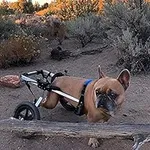 K9 Carts Dog Wheelchair for Back Le