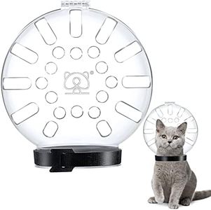 WOWAMZ Cat