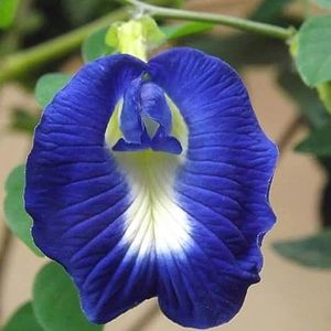 BUTTERFLY PEA 'Clitoria ternatea' 70 SEEDS climbing vine flower garden easy