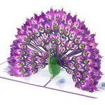 Magic Moments® Royal Feathers Pop Up Card – Large Birthday Card for Women & Men – Anniversary Card, Thank You Card, Congratulations Card – Peacock Greeting Card 3D – Birthday Card for Someone Special