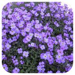 Aubrieta Trailing Aubretia 'Katie Blue ' Perennial Plug Plants x 6