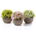 T4U 5 Inch Fake Artificial Potted Succulent Plants, Pack of 3 Faux Plants with Pulp Pots, Plastic Flower for Home and Office Decoration Desktop Indoor Gift for Birthday Christmas (Multi-Color)