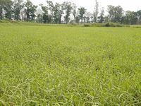 N.G.M. AGROCARE PARA GRASS Slips multi-cut for cultivation suited to poorly drained, swampy, flooded areas highly palatable nutritious forage, making hay or silage (Pack of 500Nos Fresh Grass Slips)