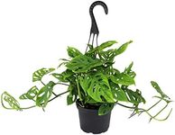 6" Swiss Cheese Plant Monstera Adansonii Live Plant Hanging Basket, Swiss Cheese Monstera Plant Live House Plants Indoors Live Plants Indoor Plants Live Houseplants Live Indoor by Plants for Pets