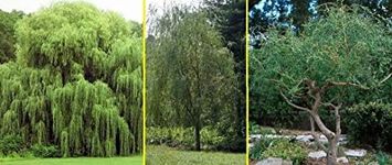 5 Willow Trees- Ready to Plant - 2 Weeping Willow Trees + 2 Austree Hybrid Willow Trees + 1 Corkscrew Willow Tree - Indoor Outdoor Live Trees - Bonsai Starts