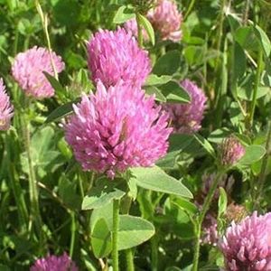 Outsidepride Perennial Red Clover Seeds - 5 lbs. Self-Seeding, Nitrocoated, Inoculated Clover Seeds for Lawn, Yard, Forage, Pasture, Hay, Nitrogen Fixation, Soil Improvement & Crop Rotation Programs