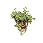 Little Missy Sedum Succulent - Hardy Indoors or Out - 2.5" Pot