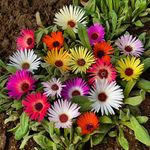 Dorotheanthus b. Mix Livingstone Daisy - 1700 Seeds + Freebie + Plant Tag - Cleretum bellidiforme