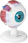 Physa Human Eye Model Medical Training Teaching Aid Eyeball Anatomical Model Science 7 Parts Multicoloured PHY-EB-1 (Scale 6:1, 120x120x150mm, Plastic)