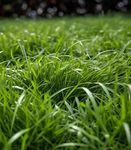 Gebdinsh Garden® Imported Zoysia Lawn Grass Seeds For Garden, Lawn & Sports Grounds | Fast Growing and Durable Zoysia Lawn Grass Seeds | Pack of 1 Kg Seeds