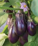 Burpee Patio Baby Eggplant Seeds 30