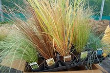 15 Short Evergreen Grasses (5 Varieties, 3 of Each) in 10.5cm POTS from Specialist Grower in Lincolnshire