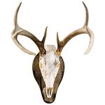 Outdoor Hunting Lab European Deer Antler Mounting Plaque - Solid Poplar Antler Mount Kit for Mule Deer and Whitetail Deer