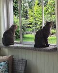 Purrched Carpeted Cat Window Perch, Sturdy, Safe and Elegant, Easy to Install