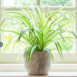 Chlorophytum Variegatum - Spider Plant Indoor - Air-Purifying House Plants for Home & Office - Low Maintenance Trailing Indoor Plants - Real Houseplants with Pots (20-30cm)