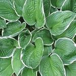 Hosta 'Fragrant Bouquet' 15cm Pot Size