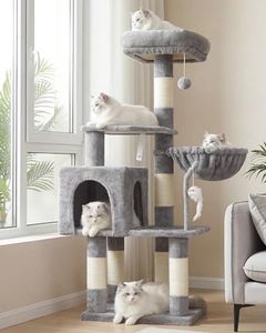 Heybly Cat