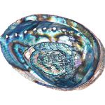 Abalone Shell Smudging Bowl Seashell Incense Burner 5-6 inches