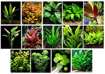 40 Live Aquarium Plants / 14 Different Kinds - 2 Amazon Swords (2 kinds, 1- RED), 3 Anubias (3 kinds), Java Fern, Cabomba and much more! Great selection of aquarium plants for 35-40 gal tanks!