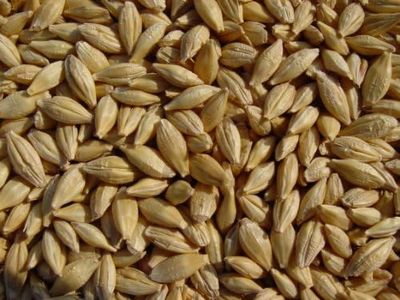 Barley 12 