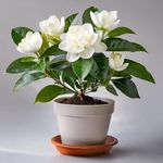 All Seasons Gardenia/Gandharaj Live Plant - Fragrant Blooms Choice for gardens and indoor spaces (without pot)