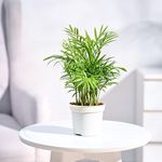 Ugaoo Air Purifying Bamboo Palm Live Plant With Grow Pot