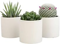 Plants for Pets Live Low Light House Plants in Ceramic Succulent Pots (3 Pack), Gasteria Succulent Plant and Cactus Plants Live with Potting Soil, Haworthia Succulents for Indoor Growing Home Décor