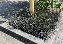 20 Black Mondo Decorative Grass Pla