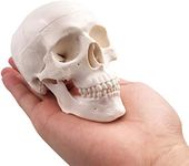 Mini Skull Model - Small Size Human Medical Anatomical Adult Head Bone for Education