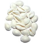 Sai Rainbow Loose Packed Natural Shells White Kodi/Kauri/Gavvalu - 108 Pieces + 3 free