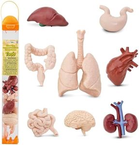 Toob S689304 Human Organs